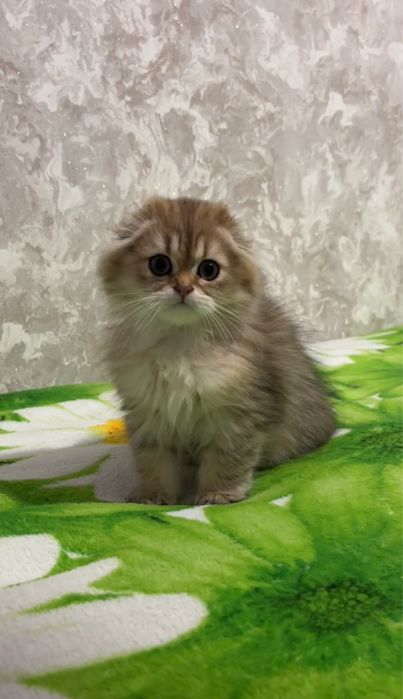 Золота шиншила дівчинка 3 міс.