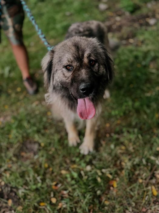 Molly do adopcji