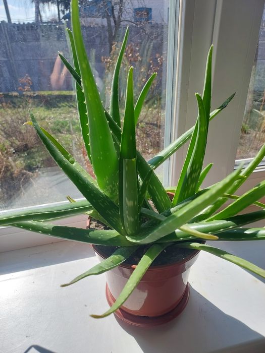 Алое вера сукулент