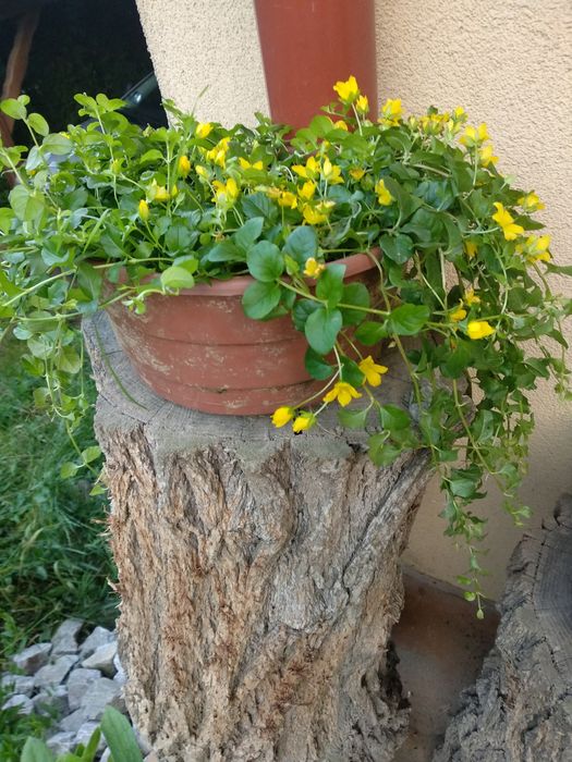 Tojeść rozesłana duża sadzonka