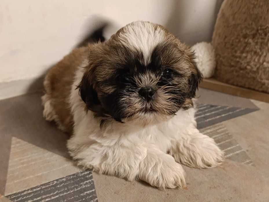 Shih-tzu z Rodowodem