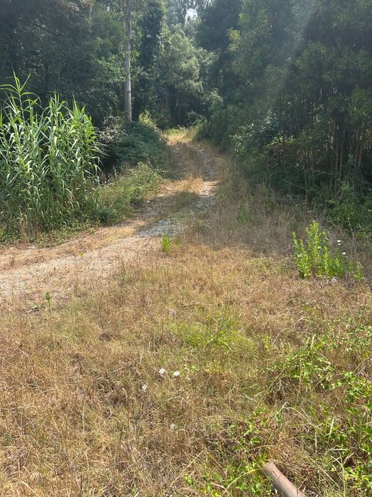 Limpeza e corte de mata e jardins