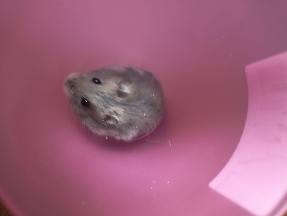Продажа карликових хомячков