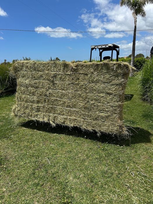 Fardos de Feno Francês de Alta Qualidade de 500 kg