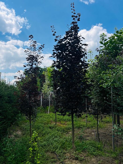 Клен  Globosum | Royal Red | Drummondii