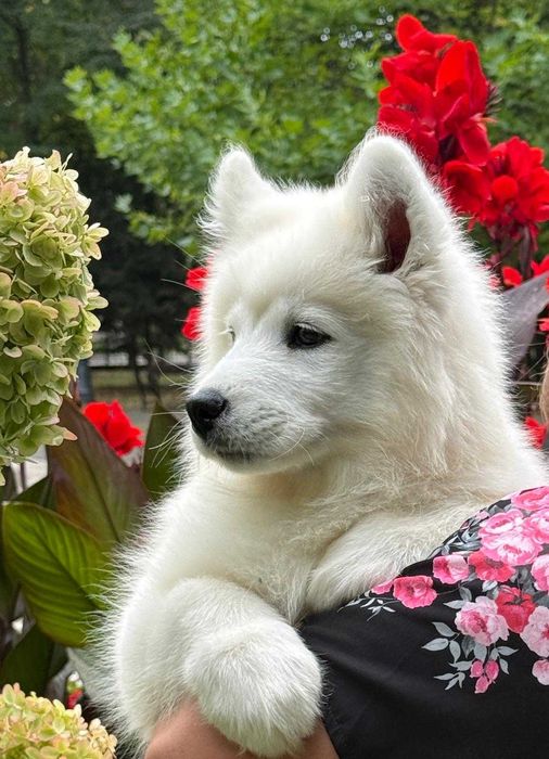 SAMOYED szczeniak suczka ZKwP