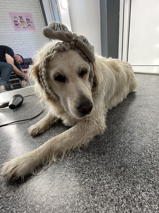 Грумінг салон на лівобережній