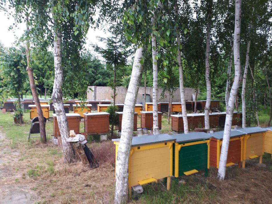 pszczoły, odkłady i rodziny
