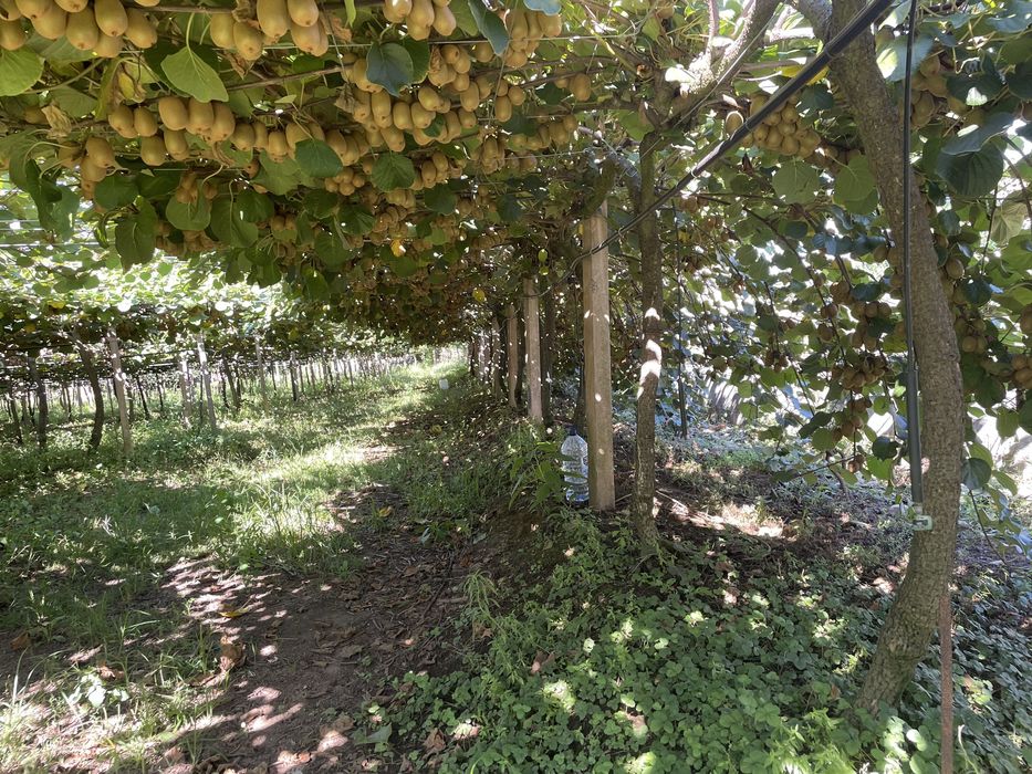 Estrutura de pomar kwis e sistema de rega