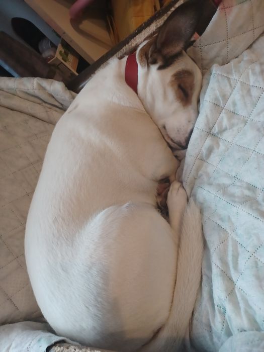 Oddam pieska w dobre ręce