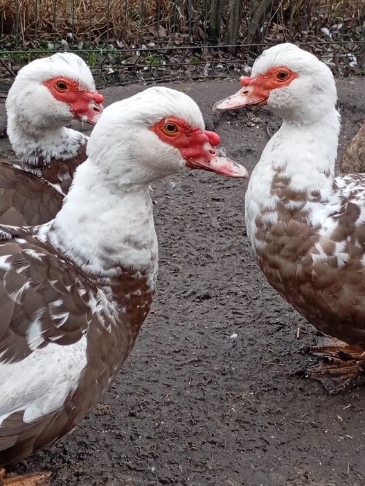 Качки мускусні шипуни