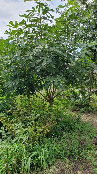 Инжир   Крымский