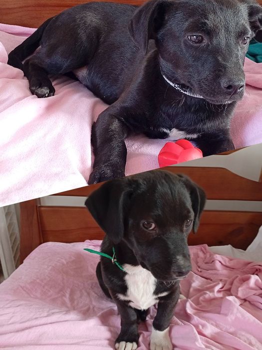 В хорошие руки два мальчика