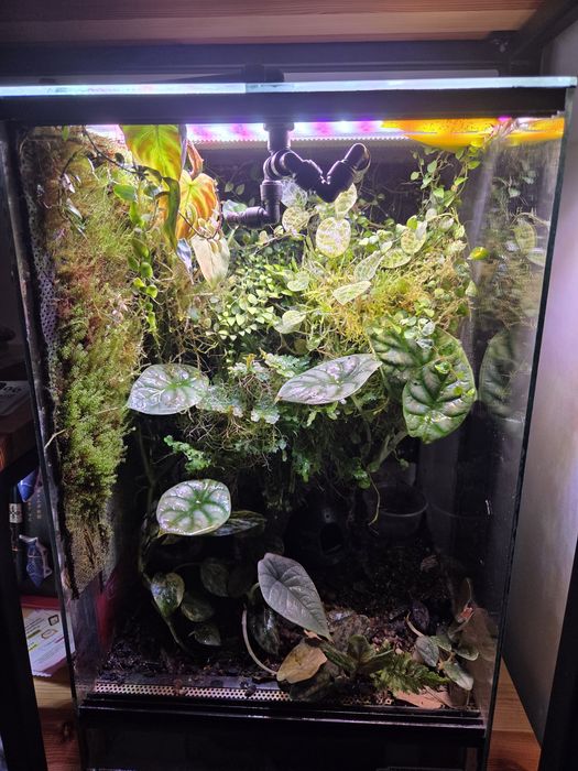 Vivarium, terrarium drzewolazy