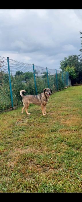 Kochana Lola o ogromnym serduszku.