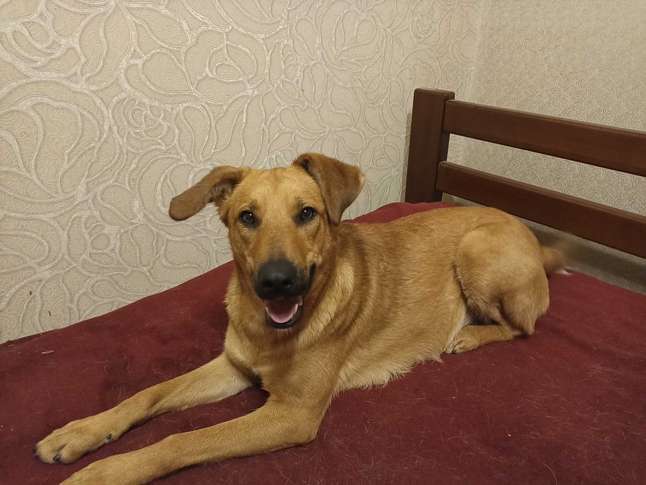 Безкоштовно в добрі руки!