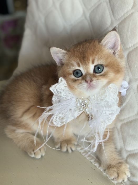 Все найкраще закладено в цих дітках.