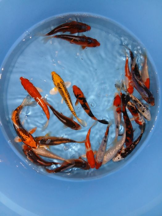 Carpas  koi 15cm