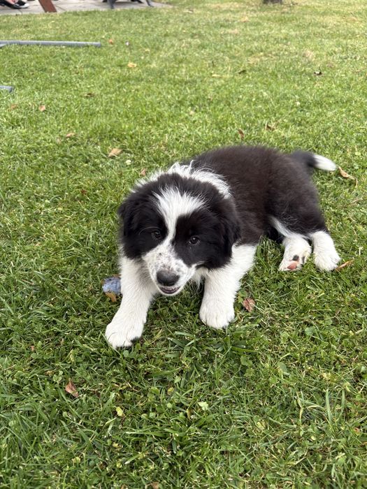 Border Collie czarno biala suczka