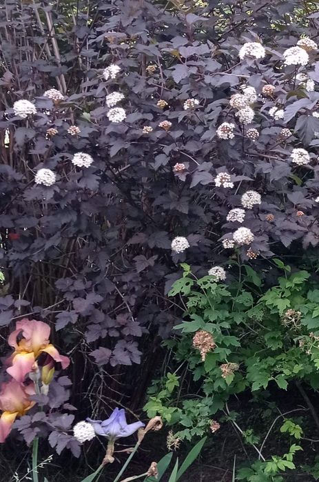 Пухироплідник калинолистий " Діаболо "