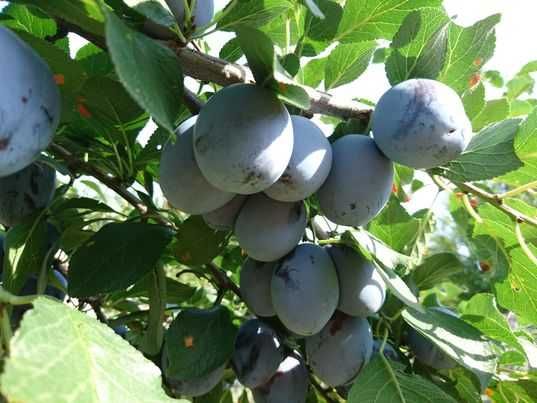 Аренда дома в Обуховке