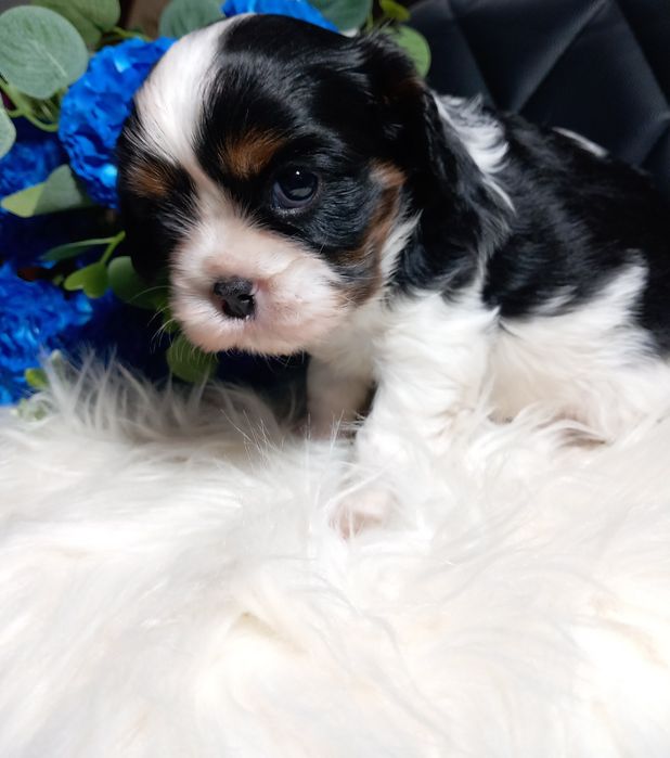 Cavalier King Charles Spaniel Cawalier