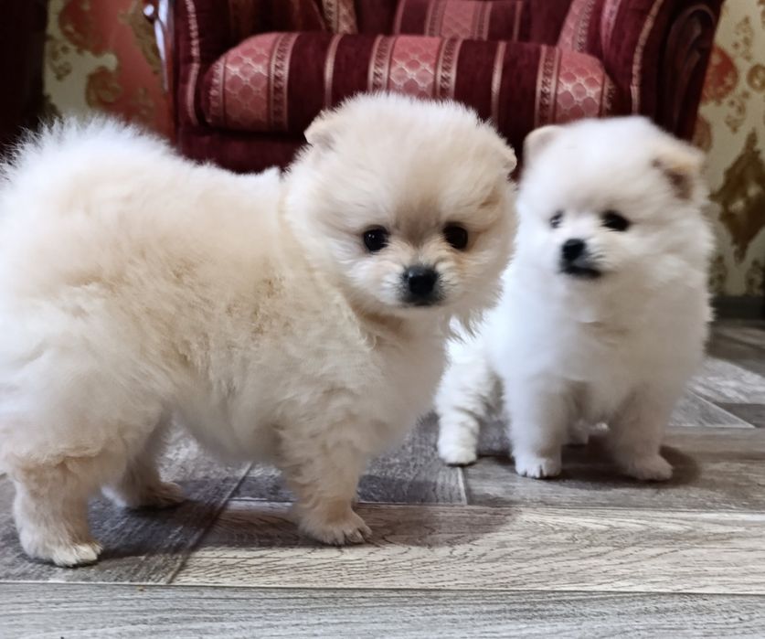 Цуценята померанський шпіц