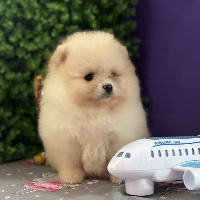 лялькова дівчинка тип ведмедика