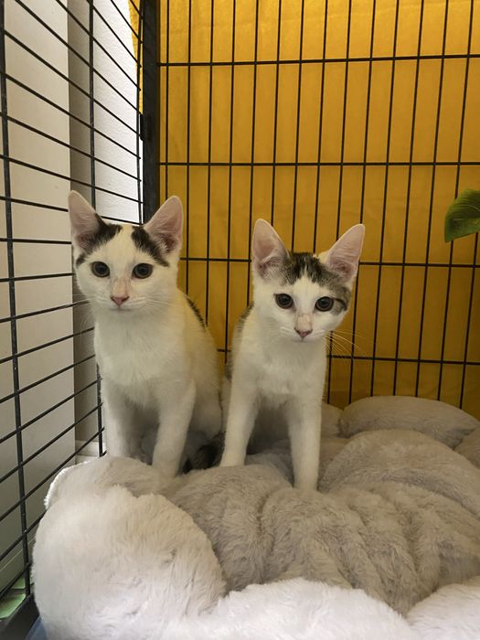 Kociaki szukaja domku