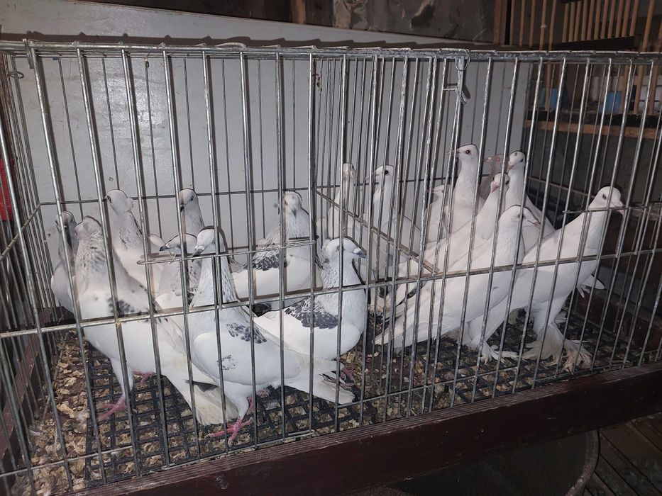 Sprzedam gołębie
