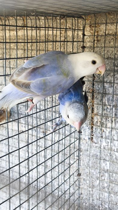 Casal de Agapornis roseicollis