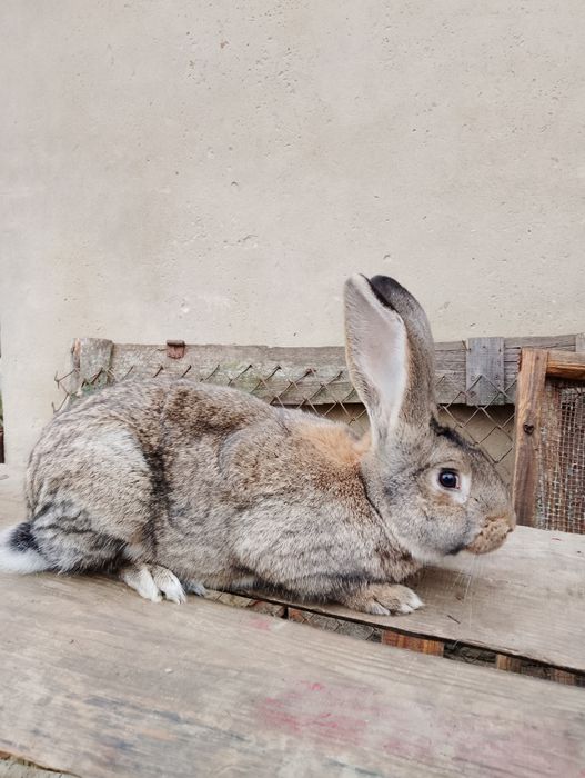 Продам кролі, самці