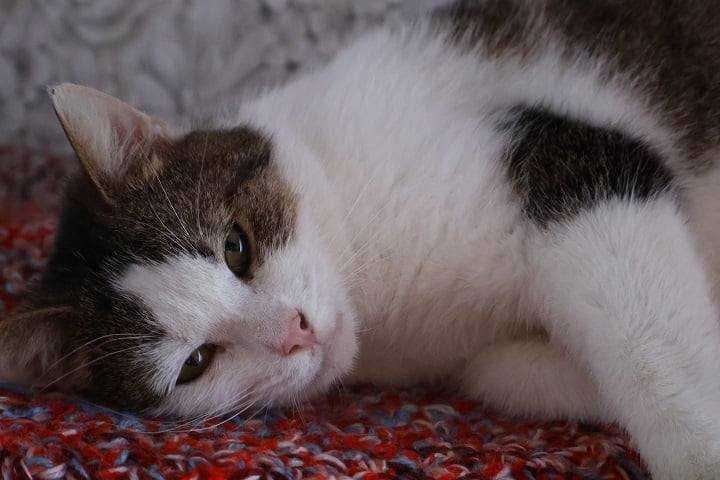 Do adopcji: Aureliusz