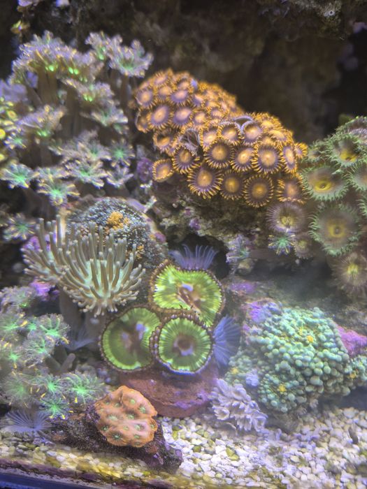 Palytoa Grandis blue moon