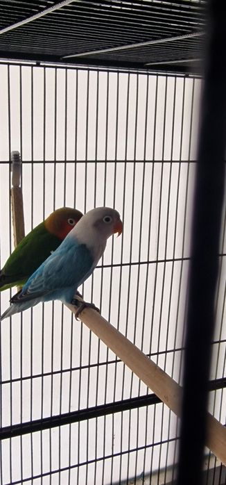 Agapornis Fisheri e Personatus