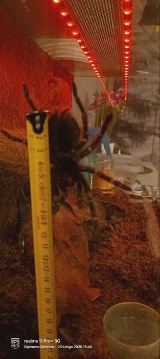 Ptasznik Lasiodora Parahybana Samiec