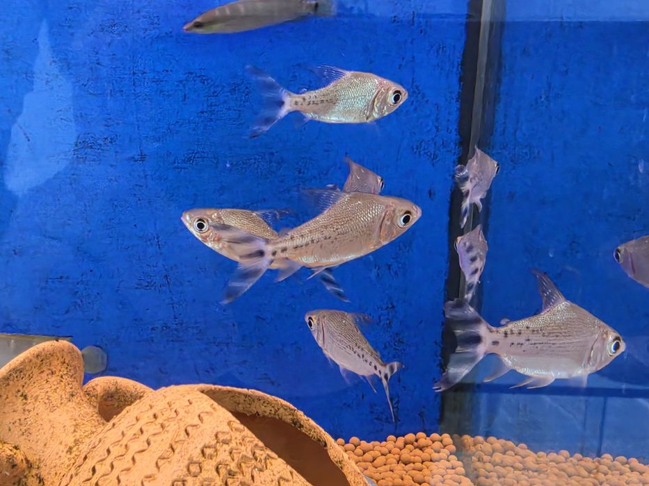 Flagtail Taeniurus
