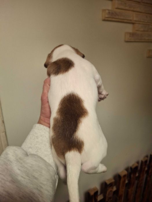 Цуценята Джек Рассел міні