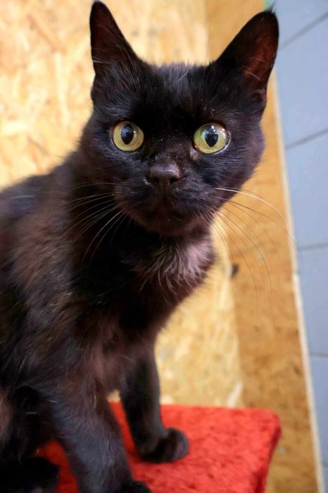 Yoko pilnie szuka domu!