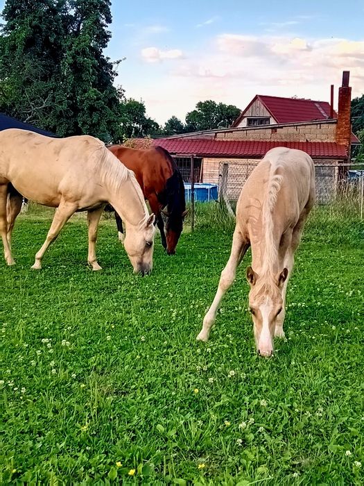 Wałach  rasy AQH 04.2018r