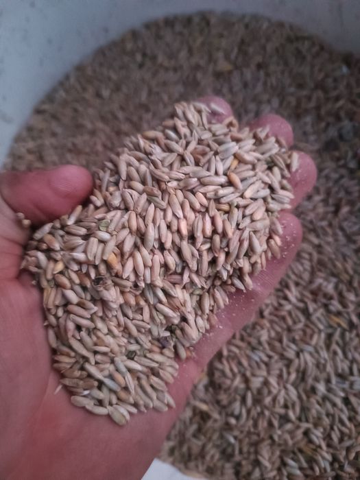 siano w belach plus zyto