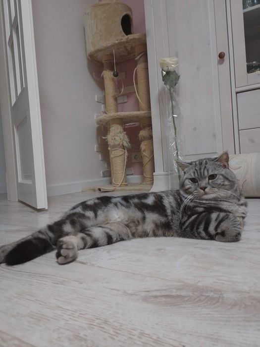 Кот.В'язка мармуровий скотіш страйт.