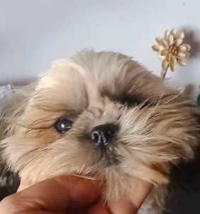 Shih-tzu com LOP