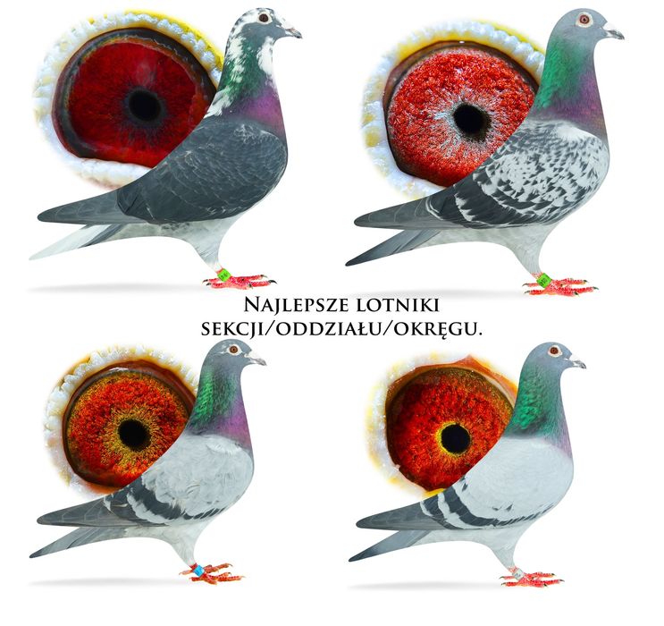 Gołębie pocztowe po wdowcach od wielokrotnego Mistrza okręgu, rejonu