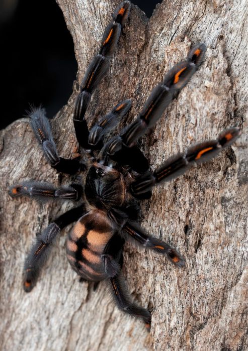 Pająk ptasznik Psalmopoeus irminia