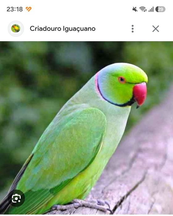 Loris Roselas e Ring necks