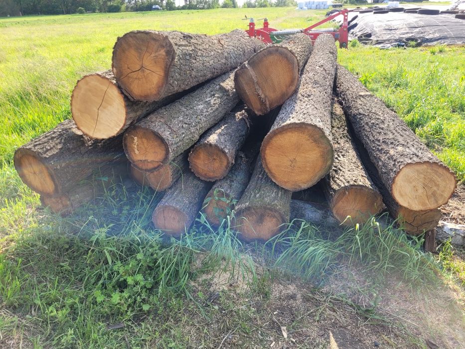 Sprzedam drzewo drewno dąb