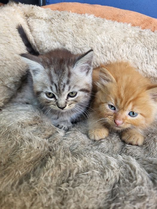Британские котята