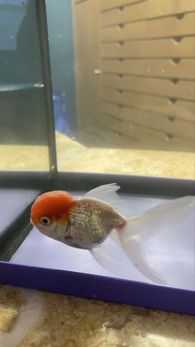 Peixes variados - Goldfish