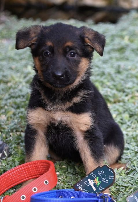 Щенки немецкой овчарки